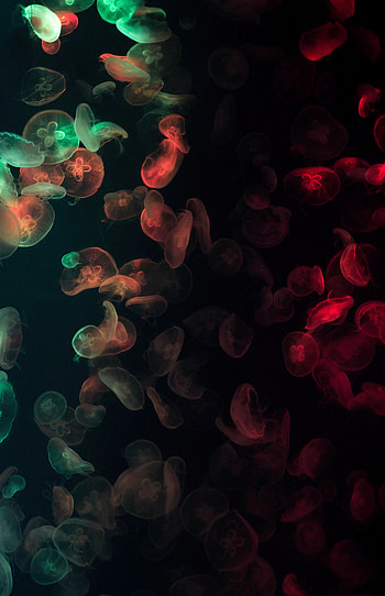 Jellyfish, Dark, Multicolored, Motley, Glow, Underwater, Submarine HD phone wallpaper