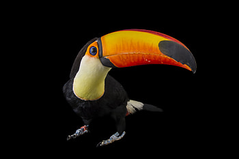 Toucan, Toucan , Animal HQ , resolution HD wallpaper