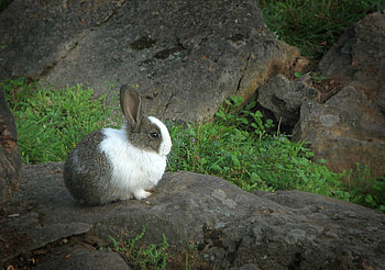 Cute Rabbit, cool, cute, , rabbit HD wallpaper