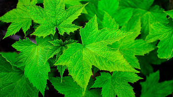 Closeup green macro, Maple leaves, Nature plants HD wallpaper