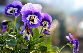 Plants, Flowers HD wallpaper
