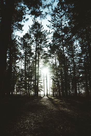 Nature, Trees, Dark, Shadow, Sunlight HD phone wallpaper
