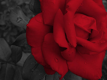 Red rose, rose, nature, flower HD wallpaper