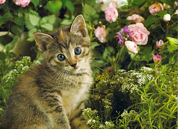 I need a hug, kitten, pink, flowers, green HD wallpaper