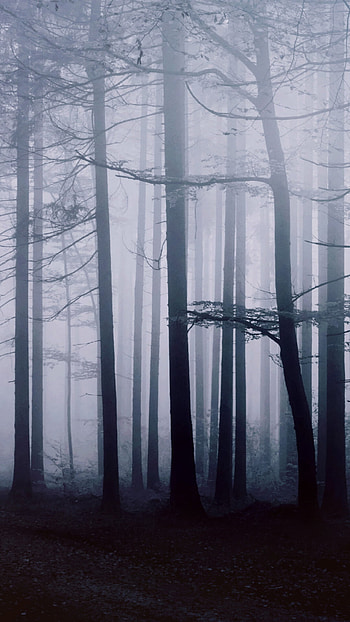 Nature's forest, Breathtaking views, Awe-inspiring beauty, Immaculate landscapes HD phone wallpaper