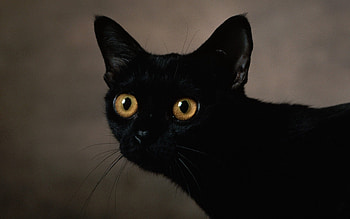 Animals, Dark, Cat, Muzzle, Sight, Opinion HD wallpaper