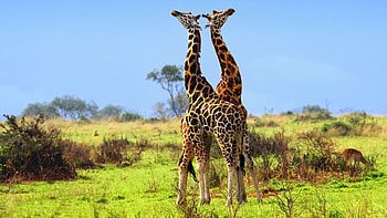Uganda travels, Pin on Uganda, Diversity and wildlife HD wallpaper