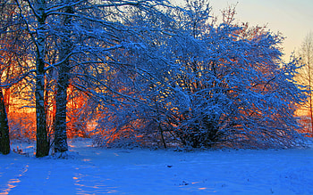 Scenic Winter Sunset, colors, trees, sky, snow HD wallpaper