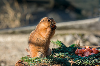 Animals, Rodent, Eats, Gopher HD wallpaper