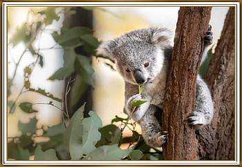 KOALA JOEY, NATURE, CUTE, KOALA HD wallpaper