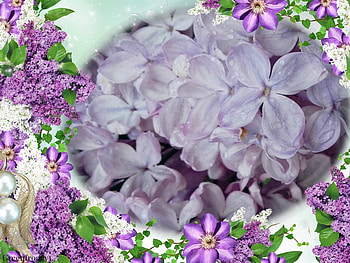 LILAC FRAME, LILACS, FLOWERS, FRAMED HD wallpaper