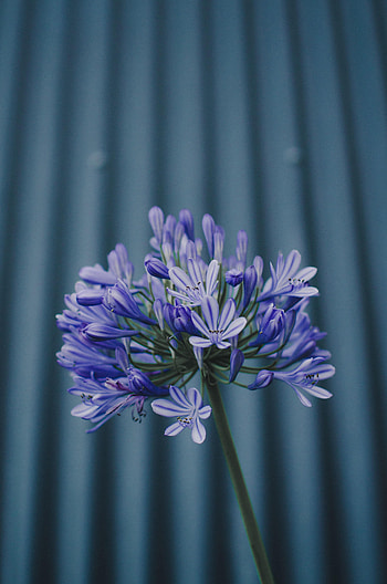 Flowers, Violet, Flower, Plant, Macro, Purple HD phone wallpaper