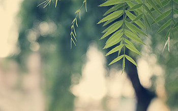 Nature, Leaves, Summer, Branch HD wallpaper