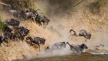 Serengeti National Park, Exclusive, Africa Safaris, Discover HD wallpaper