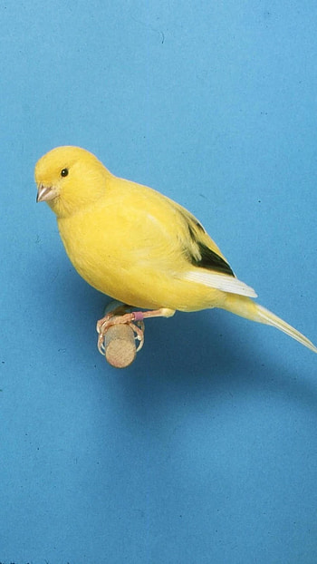 Canary, Adorable, Cute Bird HD phone wallpaper