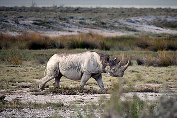 Trophy hunter, Rare rhino, Conservation controversy, Ethical debate HD wallpaper