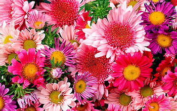 Plants, Flowers HD wallpaper