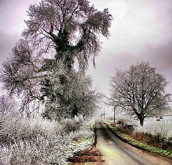 Winter Season, trees, road, sky, snow HD wallpaper
