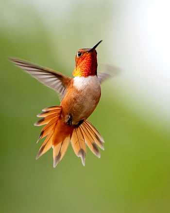 Stunning Rufous Hummingbird captured mid-flight against a blurred green background. HD phone wallpaper