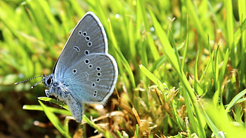 Grass, Macro, Butterfly, Wings HD wallpaper