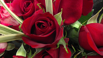 Cherry Red Rose, bouquet, pink roses, a dozen roses, purple flowers, white, roses, white flower, bouquet of roses, purple, pink flowe, purple flower, red, red roses, r pink, pink flowers, red flower, white flowers HD wallpaper