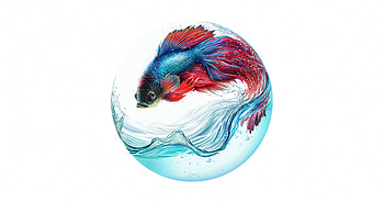 Beta fish, white, fantasy, red, fish, bubble, beta, vara, blue, summer, pesti HD wallpaper