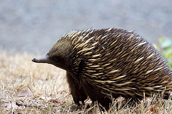 Echidna , Awe-inspiring , Short-beaked monotreme, Mobile background HD wallpaper
