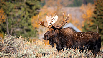Majestic moose, Wildlife wonders, Forest dwellers, Natural beauty HD wallpaper