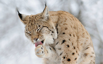 Lynx wonder, Enigmatic creature, Mesmerizing gaze, Captivating predator HD wallpaper