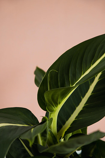 Leaves, Plant, Macro, Indoor Plant, Houseplant HD phone wallpaper