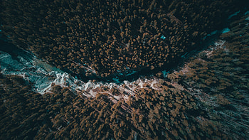 River, nature, forest, dense, aerial view HD wallpaper