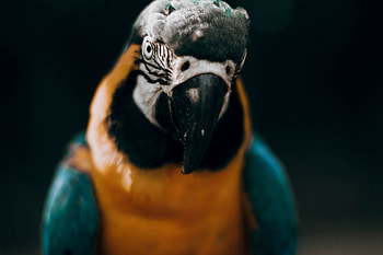 Animals, Parrots, Bird, Multicolored, Motley, Sight, Opinion, Macaw HD wallpaper
