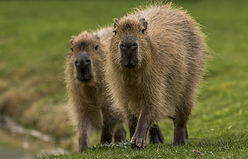 Capybara, Adorable rodents, Cute animals, Animal HD wallpaper