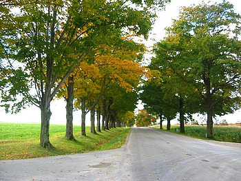 Country Road Near Mildmay Ontario, Canada, trees, road, sky, canada HD wallpaper