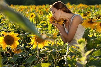 Gentle SunShine, tenderness, caresses, precious, happy flower, my heart, warmth, sunflowers, strong, brilliant, bright, sparkle, shine, sun, sunshine, resistance, comfort, beautiful, young girl, gently, summer, light, green, yellow, fields, nature, kiss, my soul, forever HD wallpaper