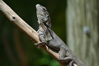 Frill-necked lizard climatewatch, Citizen science app, Climate data collection, Australian observations HD wallpaper