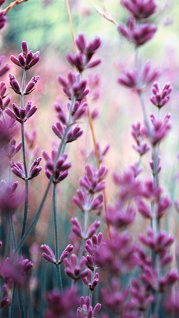 Flower, Pink Lavender HD phone wallpaper