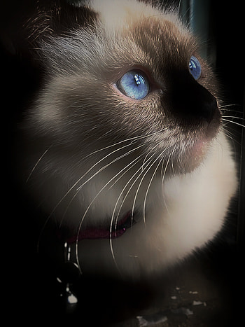 Himalayan Twilight, himalayancat, vignette, cat, blur HD phone wallpaper