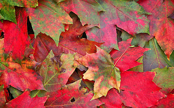 Nature, Autumn, Leaves, Macro, Stains, Spots HD wallpaper