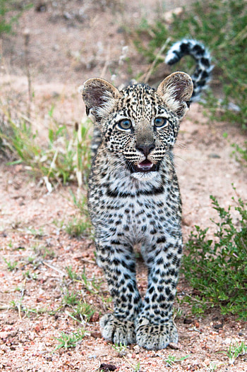 Animals, Young, Leopard, Predator, Wildlife, Nice, Sweetheart, Joey, Africa HD phone wallpaper