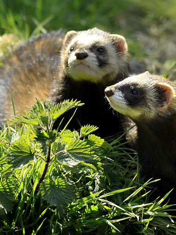 Ferret fascination, treasure, Captivating , delight HD phone wallpaper