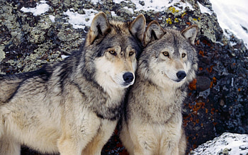Brothers, animal, white, quotes, black, grey, canis lupus, howling wolf, wolf, abstract, arctic HD wallpaper