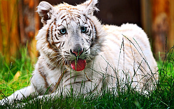 Animals, Grass, Muzzle, Striped, Relaxation, Rest, Tiger HD wallpaper