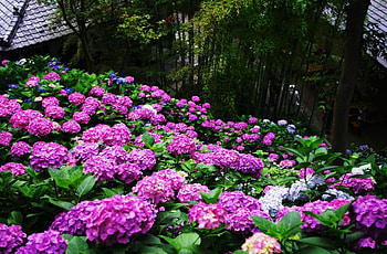 Flowers, Park, Greens, Slope, Hydrangea, Handsomely, It's Beautiful HD wallpaper