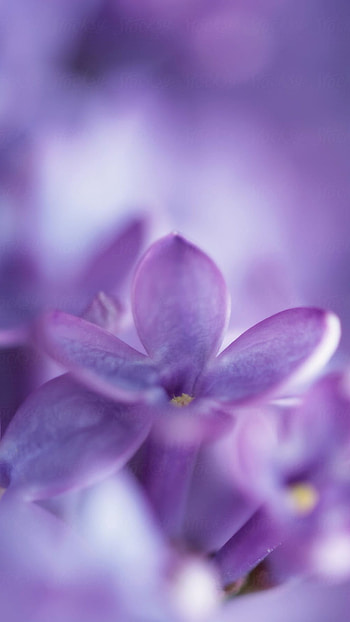 Light Purple, Flowers HD phone wallpaper