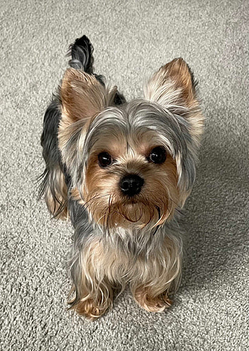 Exotic, Colorful, Yorkies, Merle HD phone wallpaper