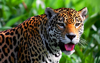 Animals, Leopards HD wallpaper