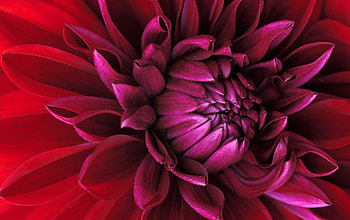 Purple Flower(Flor Roxa), purple, nature, flower HD wallpaper