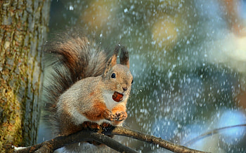 Squirrel, winter, animal, branch, fluffy, nut, tree HD wallpaper