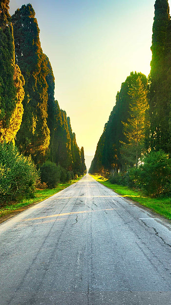 Carretera, Árboles HD phone wallpaper
